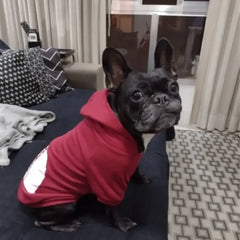 Pet Dog Hoodies